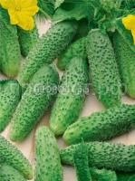 Огурец сапсан F1