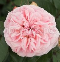 rosa_floribunda_mariatheresia rosa_floribunda_mariatheresia