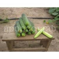 Огурец Аякс F1