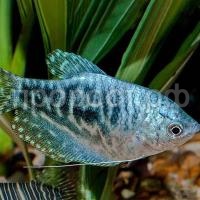 Гурами золотой