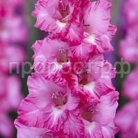 681c8cbf638988ff49a3e61b4ed4e529 681c8cbf638988ff49a3e61b4ed4e529