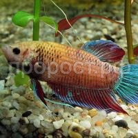Петушок коронохвостый (Betta splendens CT) Петушок коронохвостый (Betta splendens CT)