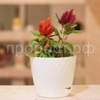 Румба-белый-1-600x600