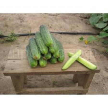 Огурец Аякс F1 1000 шт