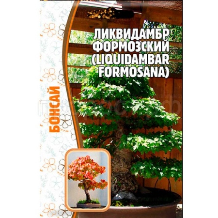 Ликвидамбар Формозский  5 шт