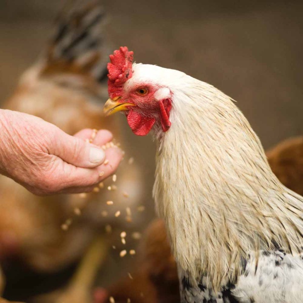 Сера кормовая ДОБРОЖИЛ 1 кг Сера кормовая ДОБРОЖИЛ 1 кг