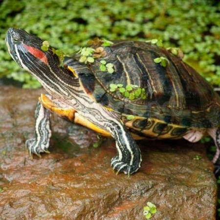 Красноухая черепаха