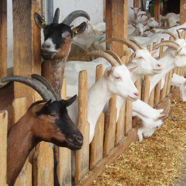 Дрожжи кормовые ДОБРОЖИЛ 0,5 кг Дрожжи кормовые ДОБРОЖИЛ 0,5 кг