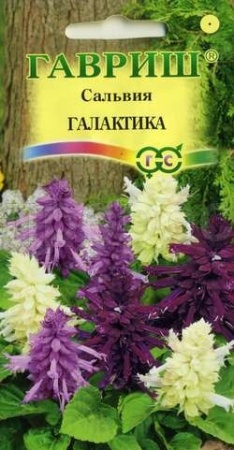 Сальвия Галактика карликовая смесь 6шт