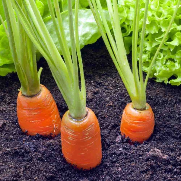 Морковь Нантская 4 2г