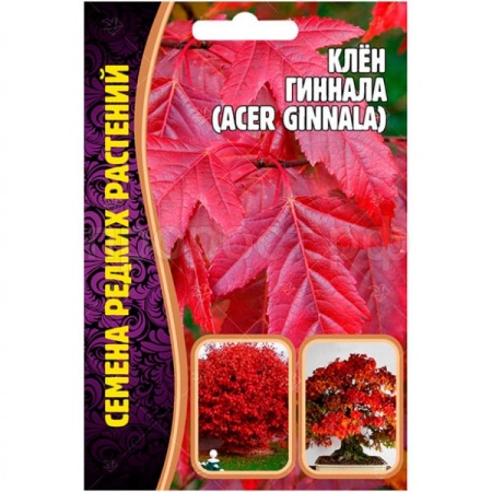Клён Гиннала 20шт