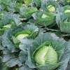 Капуста белокочанная Июньская 1г
