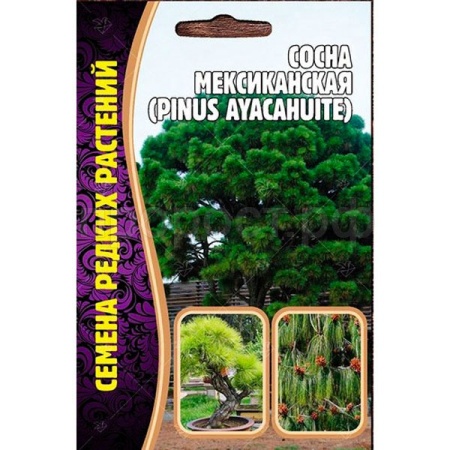 Сосна мексиканская 10шт