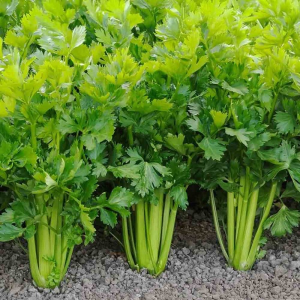 Петрушка Богатырь универсальная 3г