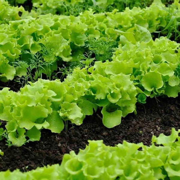 Салат Азарт 1г