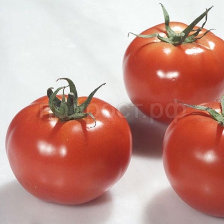 Томат Ралли F1 500 шт