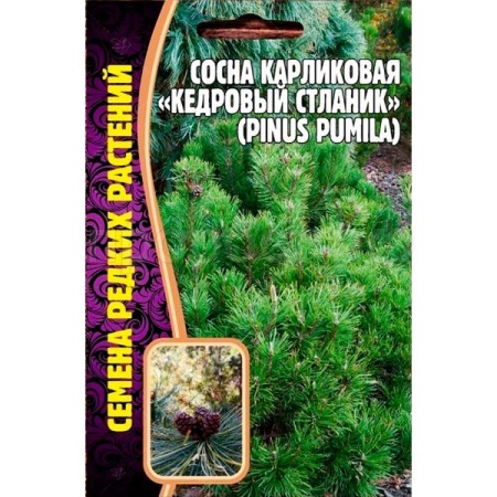 Сосна карликовая Кедровый Стланик 5шт