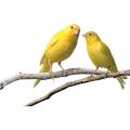 Канарейки Канарейки